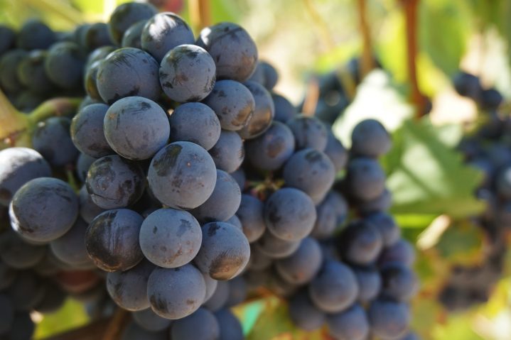 Weintrauben auf Kreta