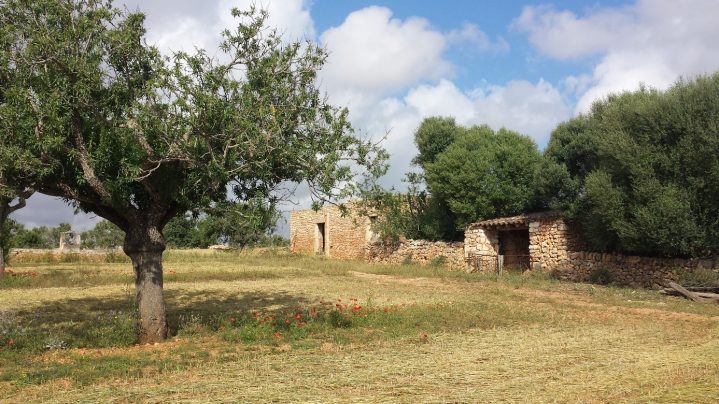 Steinhäuser auf Feldern auf Mallorca