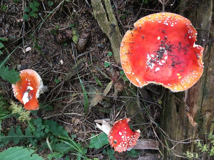 Rote Pilze im Wald