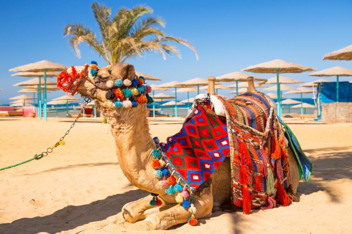 Kamel am Strand Hurghada