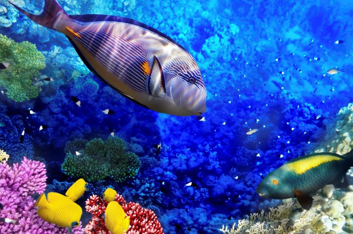 Bunte Unterwasserwelt im Roten Meer Hurghada
