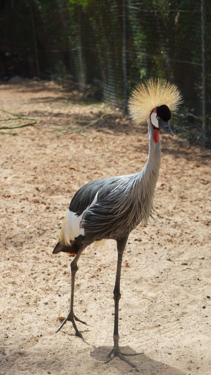 Tiere im Oasis Park auf Fuerteventura