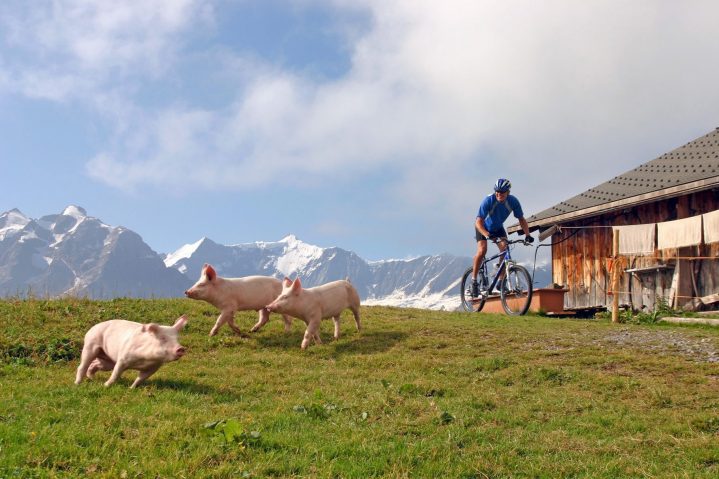 Mann auf Mountainbike auf einer Alm schaut auf weglaufende Schweine