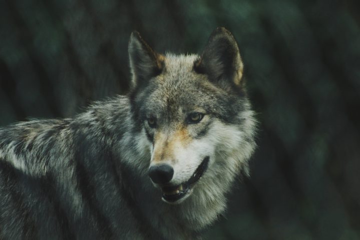 Wolf Photo by Michael LaRosa on Unsplash