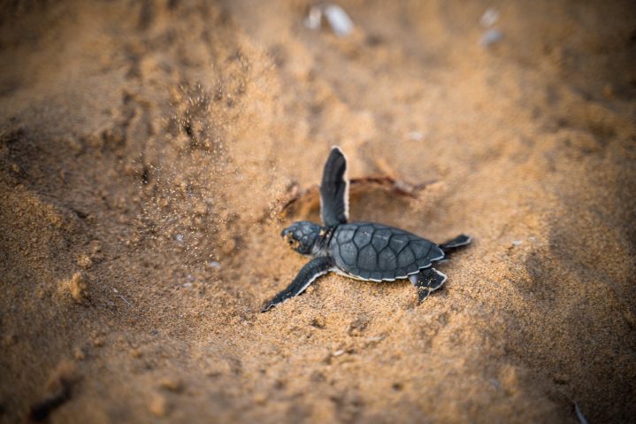 Schildkröte schlüpft am Strand von Paphos auf Zypern