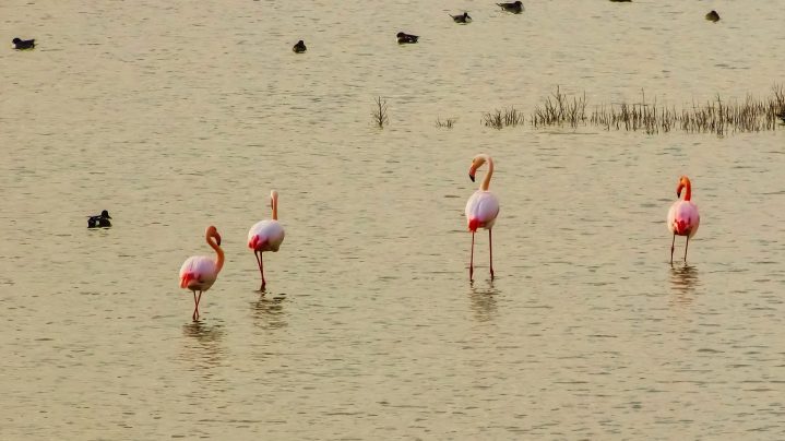 Rosa Flamingos in Larnaca Zypern