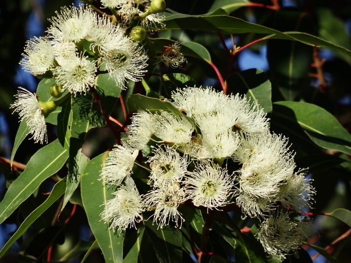 Eukalyptus-Blüte